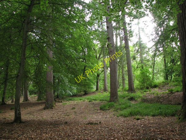 Photo 6"x4" Woodland, Cawdor Cawdor c2010