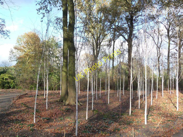 Photo 6"x4" Young silver birch grove Dunham Town c2010
