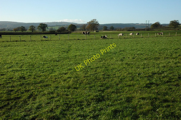 Photo 6"x4" Cattle near Northwood Green Northwood Green c2010