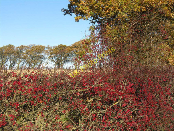 Photo 6"x4" November hedgerow Carrington\/NT3160 c2010