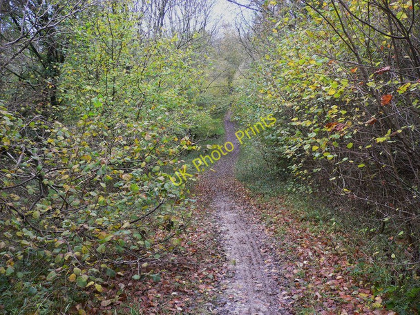Photo 6"x4" Bridleway dips into Nightingale Bottom South Harting c2010