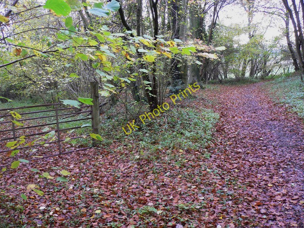 Photo 6"x4" Bridleway to Eckensfield Compton\/SU7714 c2010