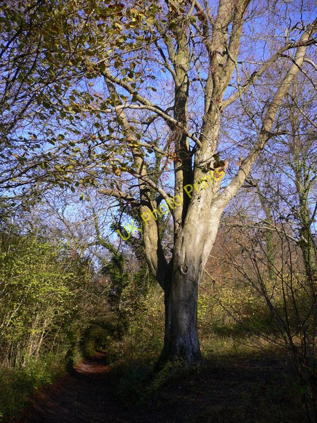 Photo 6"x4" Bridleway near Compton Compton\/SU7714 c2010