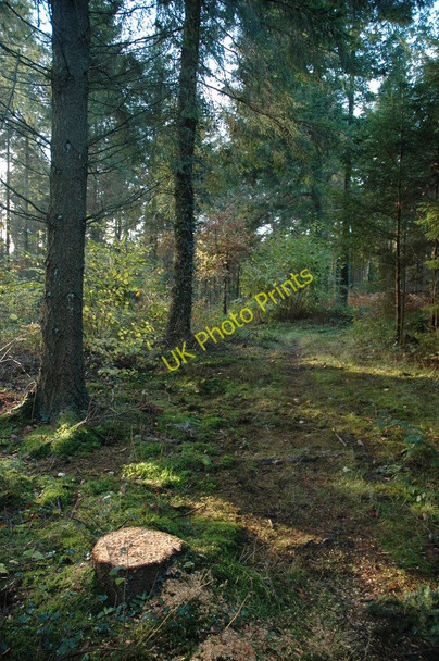 Photo 6"x4" Trees in Ley Park Northwood Green c2010