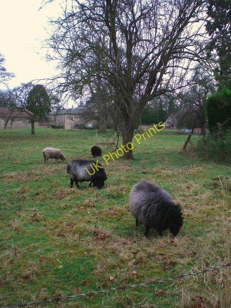 Photo 6"x4" Village green at Leadenham, Lincolnshire, with sheep grazing Leadenham c2007