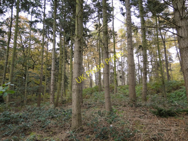 Photo 6"x4" Narrow band of woodland alongside the road Hulver Street c2010