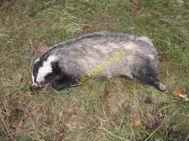 Photo 6"x4" Badger at Sheriff Muir Hallyne c2010