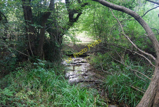 Photo 6"x4" Small stream in Mab's Wood Best Beech Hill c2010 P1