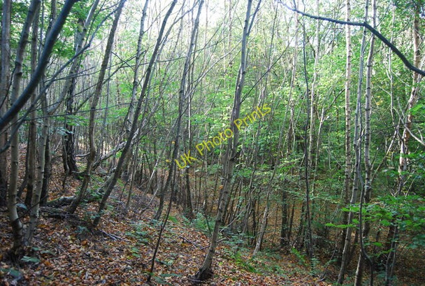 Photo 6"x4" Chase Wood Best Beech Hill c2010
