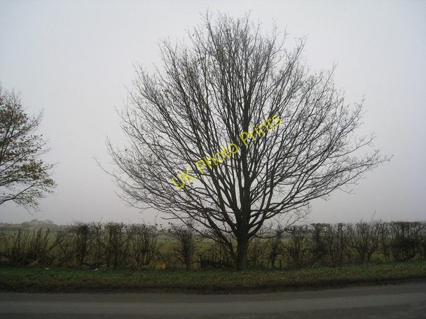 Photo 6"x4" Tree on Horncastle Lane Riseholme c2010