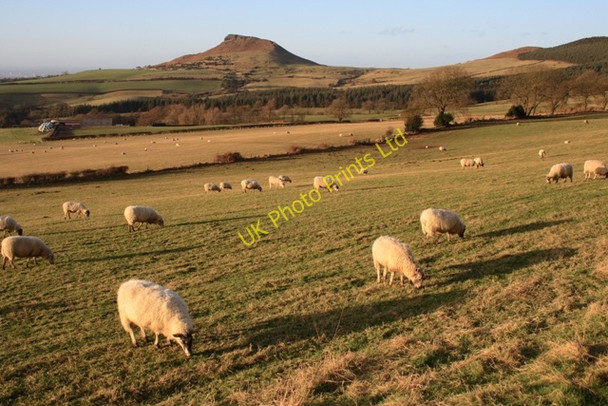 Photo 6"x4" Sheep Pasture, Gribdale Hutton Village c2008