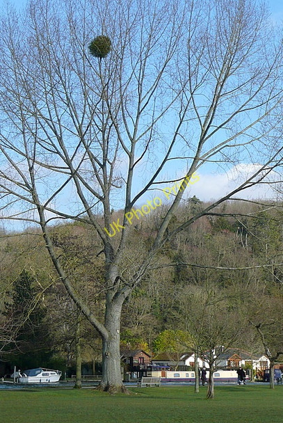 Photo 6"x4" Tree at Marsh Meadows Henley-on-Thames c2010
