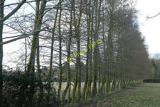 Photo 6"x4" Field boundary at Bolney Harpsden Bottom c2010