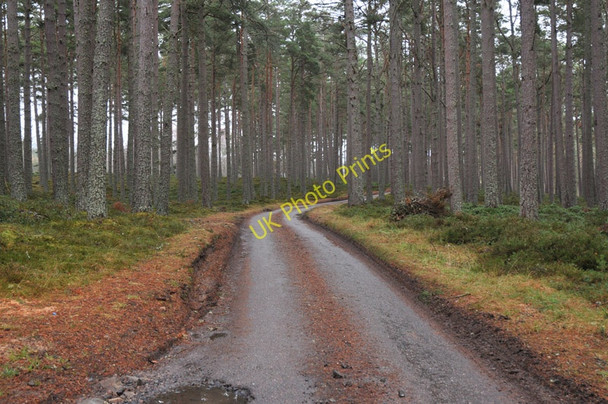Photo 6"x4" Road through the forest to Drumguish Drumguish\/NN7999 c2010