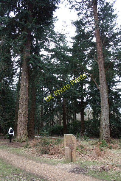 Photo 6"x4" Douglas Fir trees in the New Forest North Weirs c2009