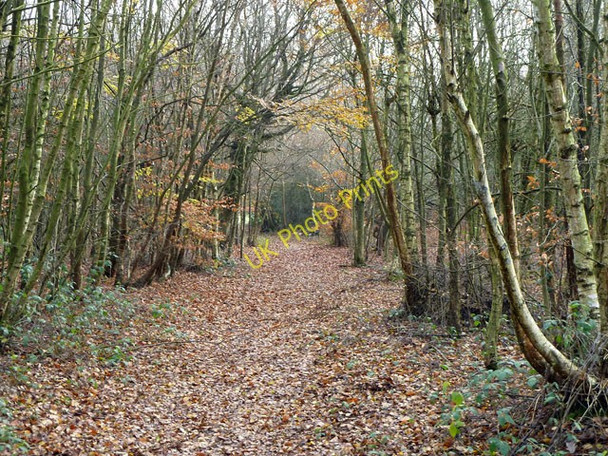Photo 6"x4" Path, Banstead Heath Kingswood\/TQ2456 c2010