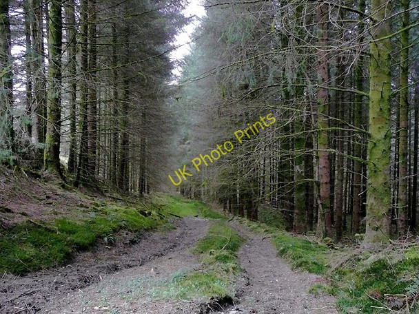 Photo 6"x4" Tywi Forest track east of Cnwch Rhiwhalog, Ceredigion Cefn Ty'n-y-graig c2010