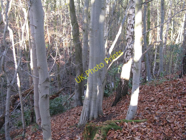 Photo 6"x4" Sunlit trees in Kill Burn Glen Loanhead\/NT2765 c2010