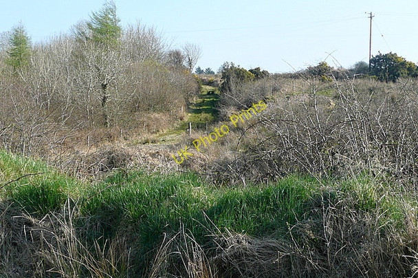 Photo 6"x4" Woodland track at Lispuckaun Kilmaley c2010