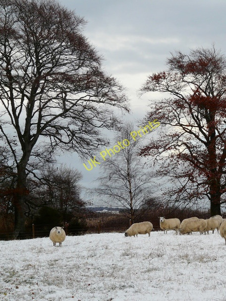 Photo 6"x4" Sheep in the snow Fearn c2010