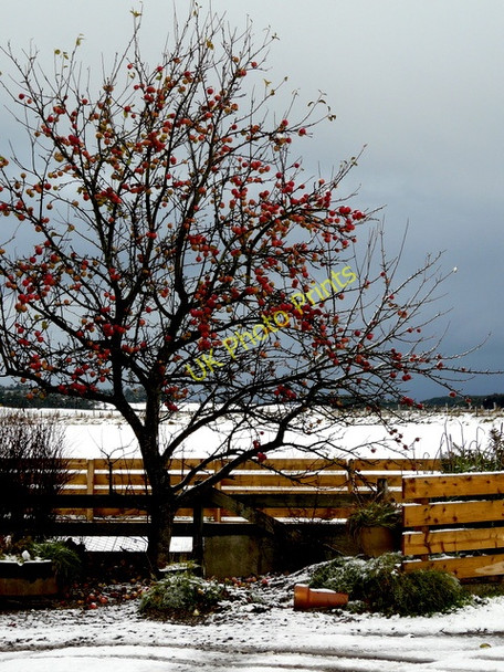 Photo 6"x4" Last of the apples Lower Pitkerrie c2010