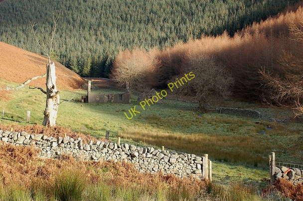 Photo 6"x4" Priesthope ruin from the forest track Innerleithen c2010