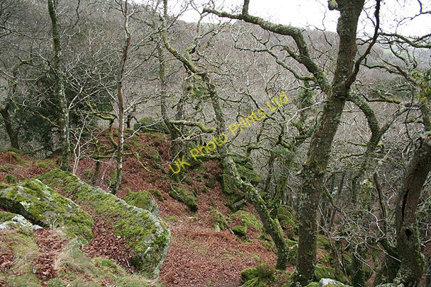 Photo 6"x4" Meavy: Dewerstone Wood Shaugh Prior c2008