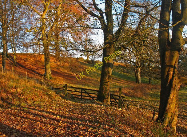 Photo 6"x4" Hillside woodland Dalqueich c2010