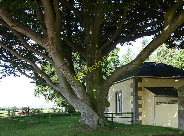Photo 6"x4" Beech near Akeld Akeld c2010