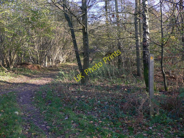 Photo 6"x4" Track converges with footpath in Phillis Wood Hooksway c2010