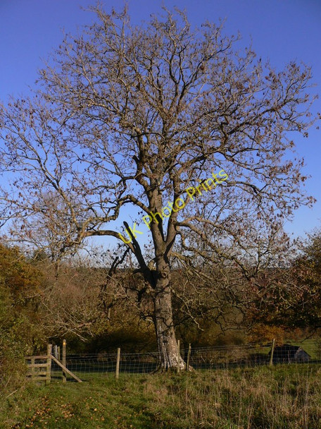 Photo 6"x4" The path to Monkton Hooksway c2010