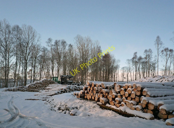 Photo 6"x4" Pheasant Wood after clear felling of spruce and pine Munlochy c2010
