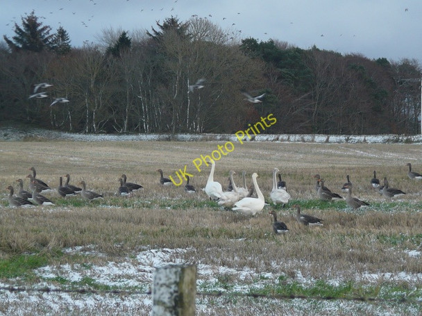 Photo 6"x4" Whooper Swan family and Greylag Geese Balnabruach c2010