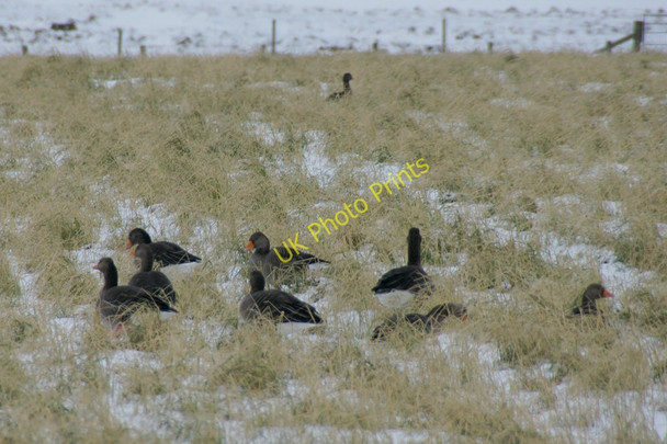 Photo 6"x4" Greylag Geese in the snow, Buness, Baltasound Baltasound c2010