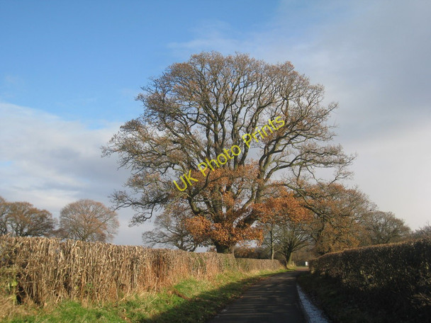 Photo 6"x4" The lane to Wetheral Priory Wetheral c2010