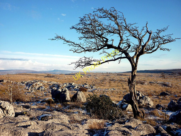 Photo 6"x4" Hawthorn and Ingleborough Nook\/SD5481 c2010