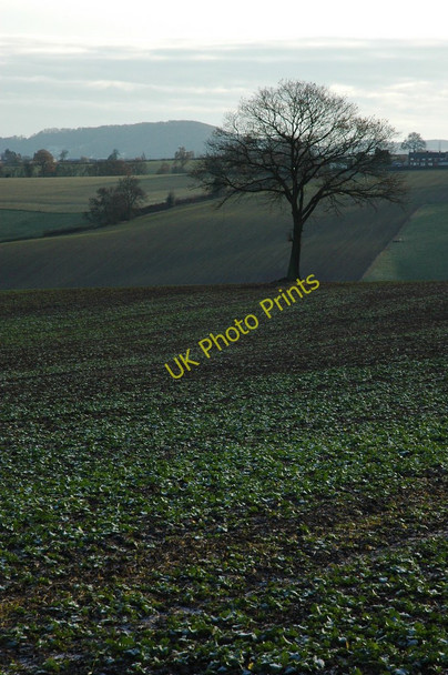 Photo 6"x4" Tree in arable land near Rock Bliss Gate c2010