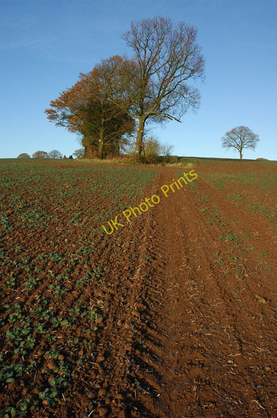 Photo 6"x4" Trees and arable land Bliss Gate c2010