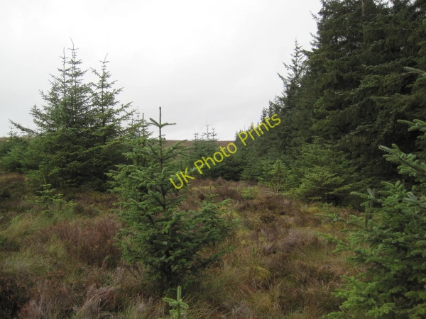 Photo 6"x4" Edge of Forest below Glendhu Hill Glendhu Hill c2010
