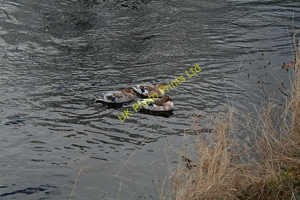 Photo 6"x4" Ducks on the Wharfe Drebley c2008