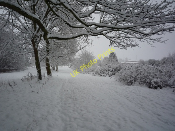 Photo 6"x4" Trees on Walmgate Stray York\/SE5951 c2010
