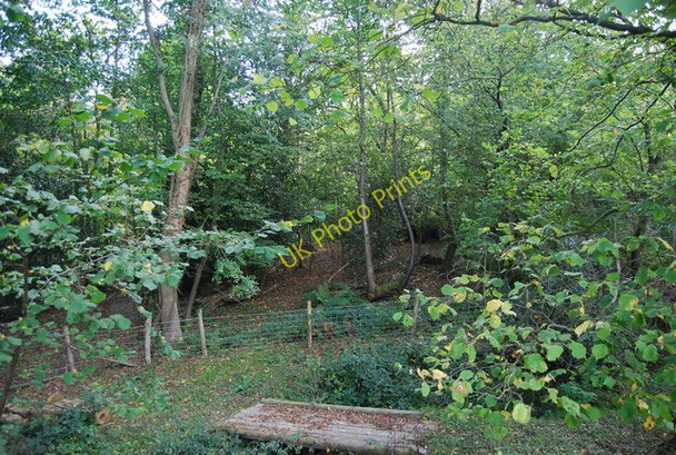 Photo 6"x4" Roughets Wood Heathfield\/TQ5630 c2010