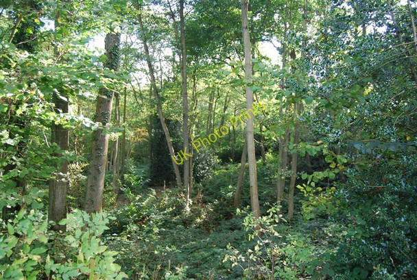 Photo 6"x4" Roughets Wood Heathfield\/TQ5630 c2010