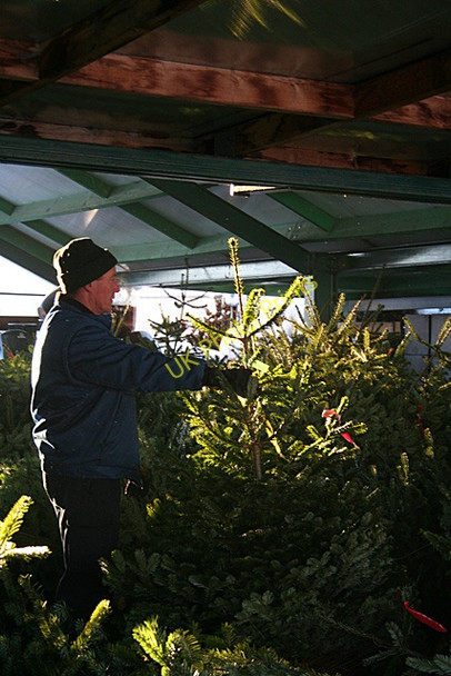 Photo 6"x4" Preparing for Christmas Fochabers c2010