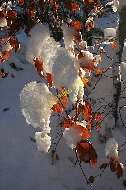 Photo 6"x4" Tenacious Leaves Fochabers c2010