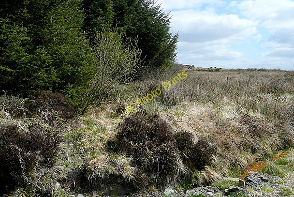 Photo 6"x4" Forest edge at Dehomad Liscasey c2010