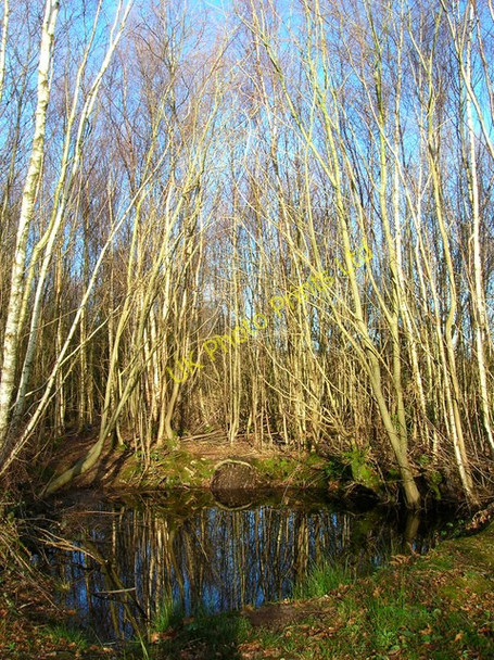 Photo 6"x4" Pond, Birchden Wood Birchden c2008