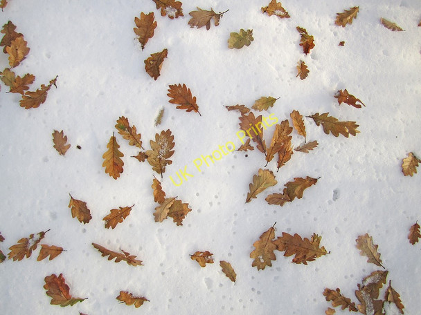 Photo 6"x4" Leaves on snow, Heddon Common Houghton\/NZ1266 c2010