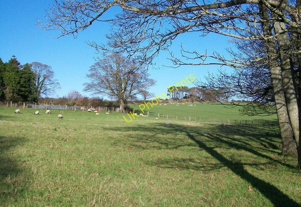 Photo 6"x4" Sheep grazing on fields overlooking the Ardilea Estuary Clough\/J4040 c2010