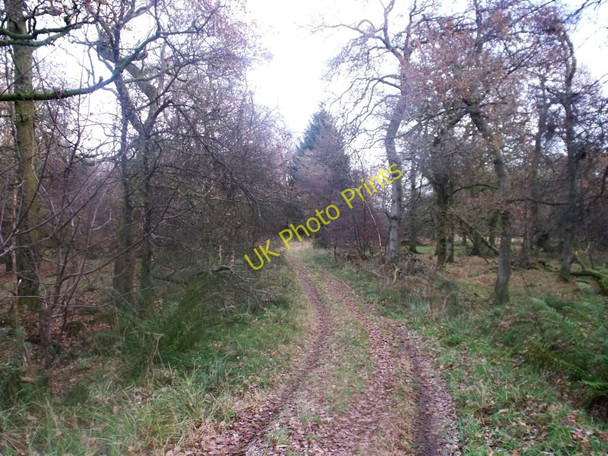 Photo 6"x4" Woodland track , Old Sauchie Craigend\/NS7887 c2010
